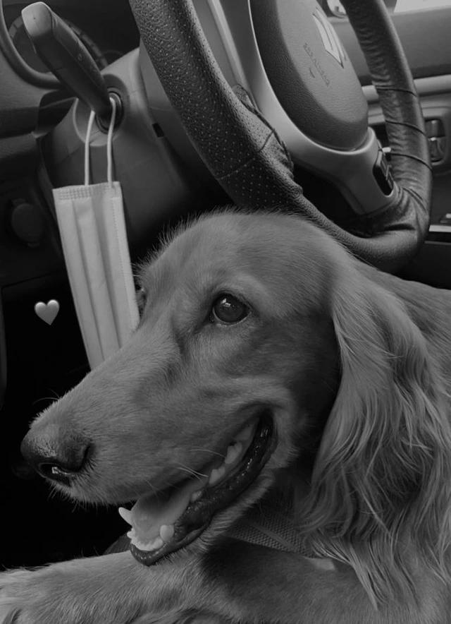 Cane alla guida o guida canina?